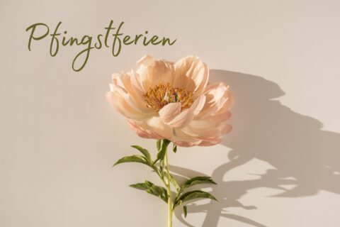 Schriftzug "Pfingstferien" mit einer rosanen Pfingstrose.